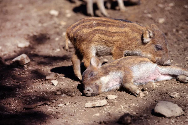 Wild boar in forest. Summer day. Wild animals — 图库照片