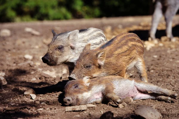 Ormanda yaban domuzu. Yaz günü. Vahşi hayvanlar. — Stok fotoğraf