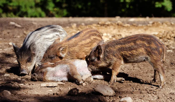 Javali selvagem na floresta. Dia de verão. Animais selvagens — Fotografia de Stock