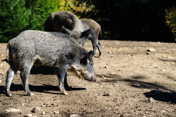 Wilde zwijnen in het bos. Zomer dag. Wilde dieren — Stockfoto