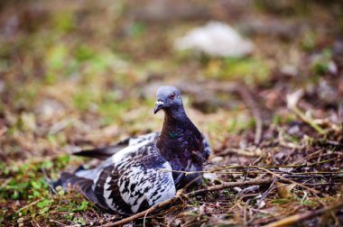 Parkta güvercin. Yaz günü