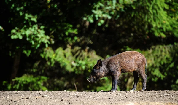 Wild boar in forest. Summer day. Wild animals — 图库照片