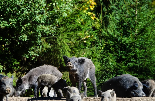 Wild boar in forest. Summer day. Wild animals — 图库照片