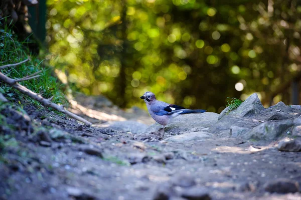 Beatiful bird in the forest. Summer day. — Stock Photo, Image