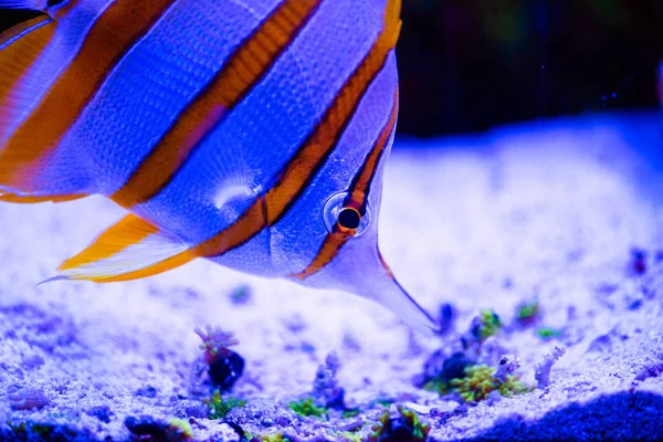 Maravilloso y hermoso mundo submarino con corales y tropica —  Fotos de Stock