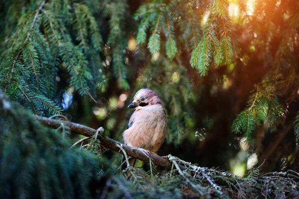 Mooie vogel in het bos. Zomerdag. — Stockfoto