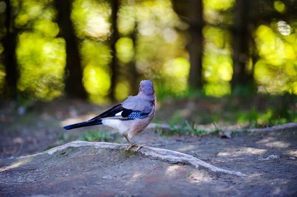 Blažené ptáče v lese. Letní den. — Stock fotografie
