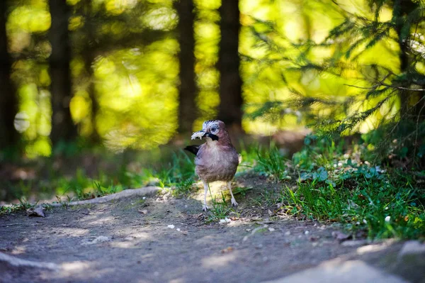 Beatiful bird in the forest. Summer day.