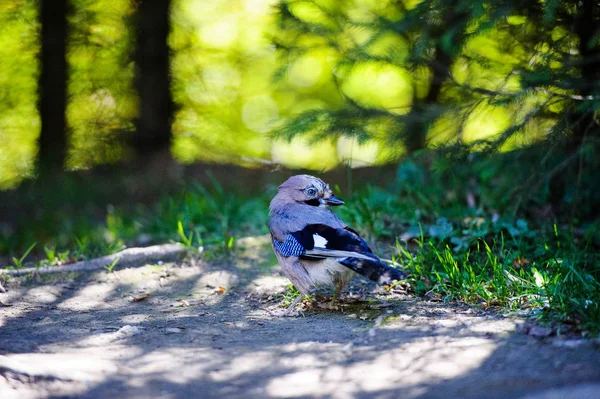 Beatiful bird in the forest. Summer day.