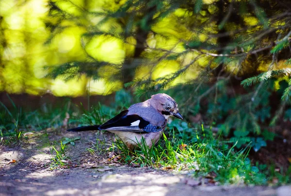 Hermoso pájaro en el bosque. Día de verano . — Foto de Stock