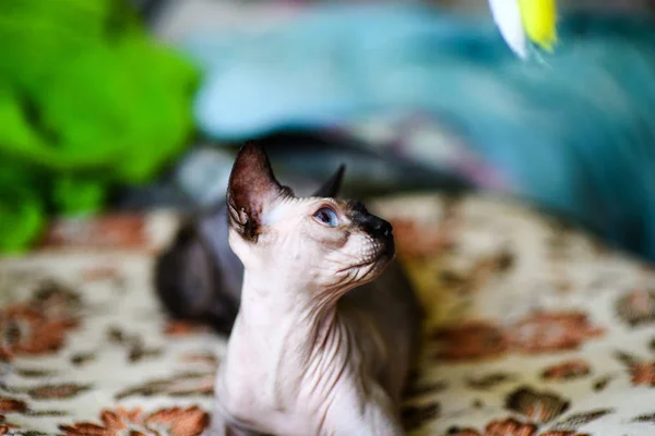 Un hermoso gato esfinge gris — Foto de Stock