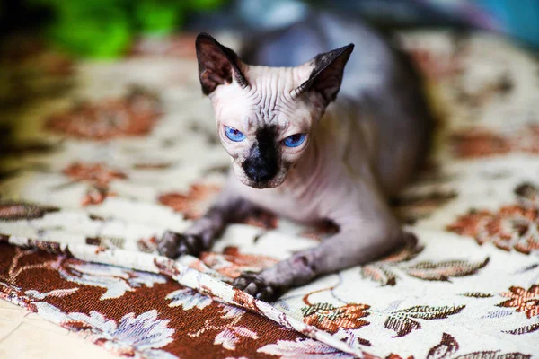 Um belo gato esfinge cinza — Fotografia de Stock