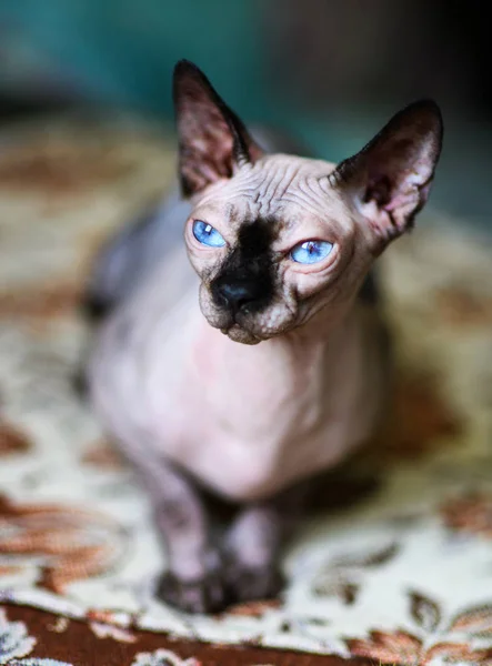 Um belo gato esfinge cinza — Fotografia de Stock