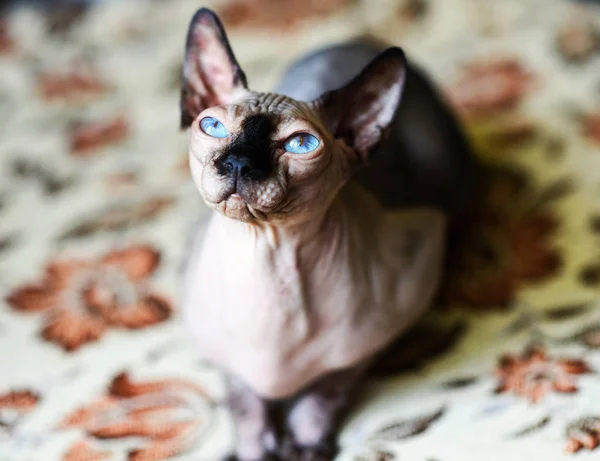 Um belo gato esfinge cinza — Fotografia de Stock