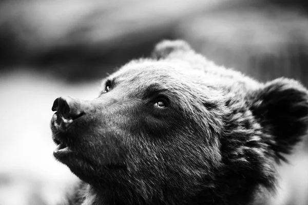 Portrait d'ours brun — Photo