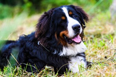 Happy Dog playing outside smiles