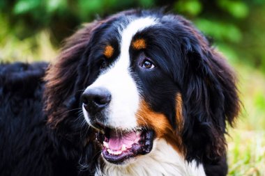 Bernese dağ köpeği portre