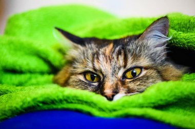 Şirin kedi, seçici odaklanma.