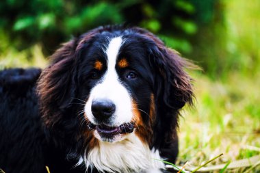 Bernese dağ köpeği portre