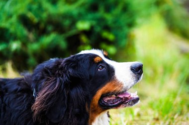Happy Dog playing outside smiles