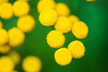 güzel bahar çiçekleri arka plan