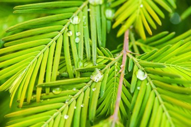 Su taze yeşil yaprağa damlıyor.