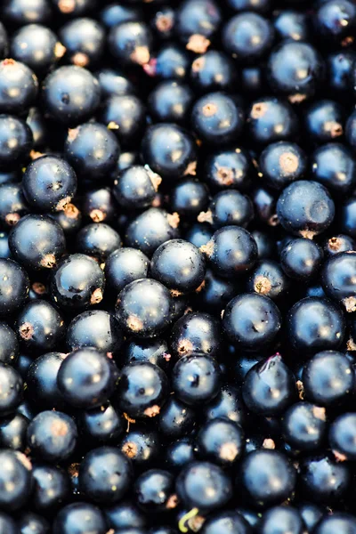 Black currant background — Stock Photo, Image