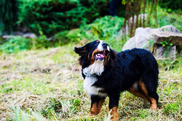 Bernese 山犬の肖像画 — ストック写真