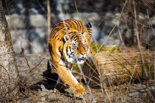 Красивый Амурский Тигр Заднем Плане — стоковое фото