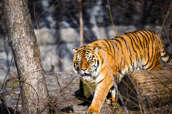 Bella Tigre Amur Sullo Sfondo — Foto Stock