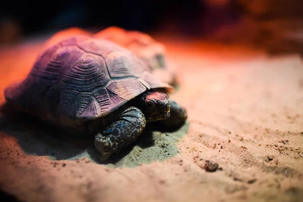 Skildpadde svømning - Stock-foto