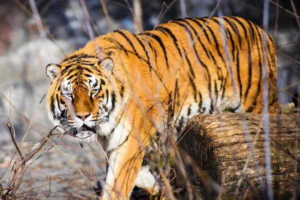 Vacker Amur Tiger Bakgrunden — Stockfoto