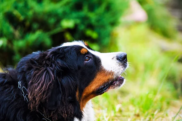 Портрет Бернський гірська собака — стокове фото