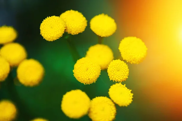 Žluté jarní květiny přes zelené pozadí — Stock fotografie