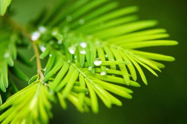 Su taze yeşil yaprağa damlıyor.