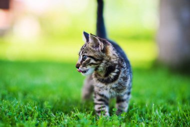 Yeşil çimlerin üzerinde küçük sevimli bir kedi yavrusu