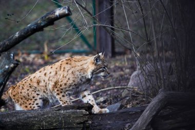 Vaşak, Avrasya vahşi kedi
