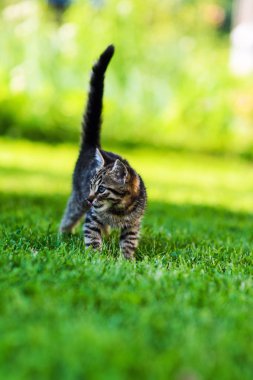 Yeşil çimlerin üzerinde küçük sevimli bir kedi yavrusu
