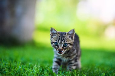 Yeşil çimenlikteki sevimli kedi