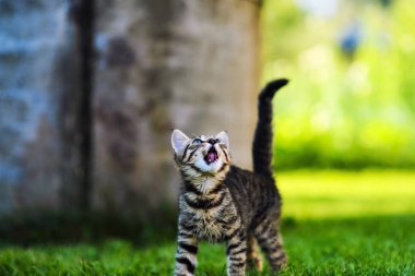 Yeşil çimlerin üzerinde küçük sevimli bir kedi yavrusu