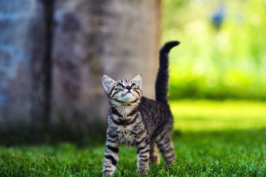 Yeşil çimlerin üzerinde küçük sevimli bir kedi yavrusu