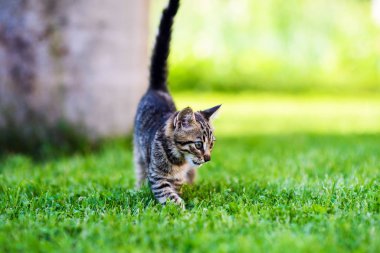 Yeşil çimenlikteki sevimli kedi