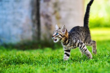 Yeşil çimenlikteki sevimli kedi