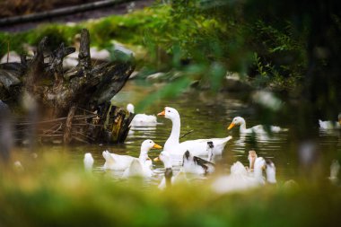 Beyaz evcil kazın yakından görünüşü