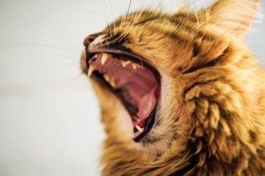 Şirin kedi, seçici odaklanma.