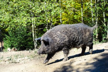 Yaban domuzu