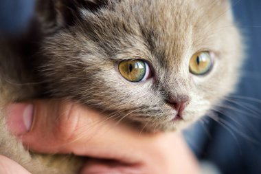 Arka planda sevimli bir kedi yavrusu