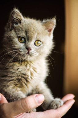 Arka planda sevimli bir kedi yavrusu