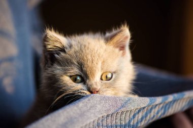 Arka planda sevimli bir kedi yavrusu