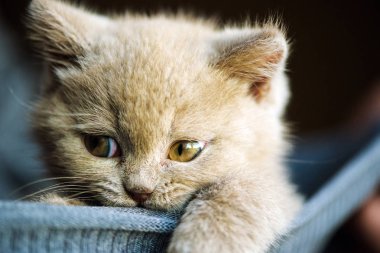 Arka planda sevimli bir kedi yavrusu